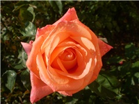 9763cd3d-Picture 664.jpg